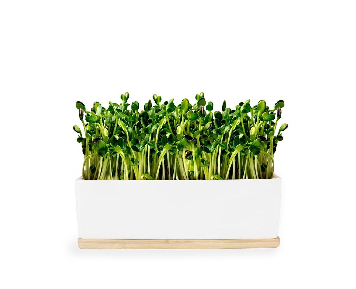 Urban Greens Sunflower Micro Greens Growing Kit