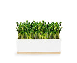 Urban Greens Sunflower Micro Greens Growing Kit