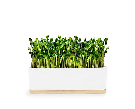 Urban Greens Sunflower Micro Greens Growing Kit