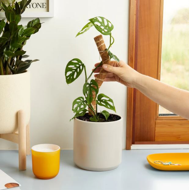 We the Wild - Coco Climber Stackable Grow Pole - 2 Pack