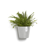 Potted fern plant in a gray pot on a white background