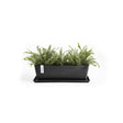 Black rectangular planter with green ferns on a white background