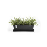 Black rectangular planter with green ferns on a white background