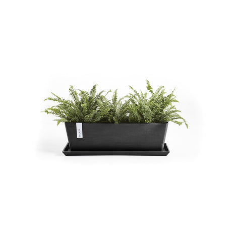 Black rectangular planter with green ferns on a white background