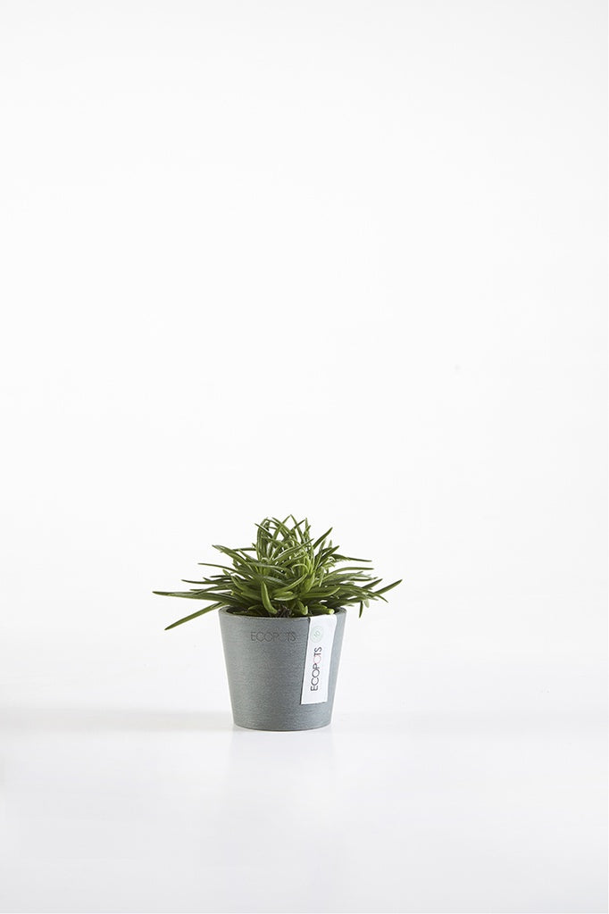 EcoPots Amsterdam Mini 8cm Blue Grey with succulent