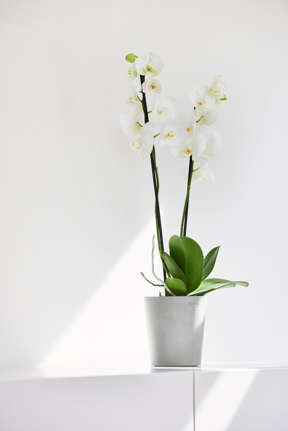 White orchid in a pot on a white background