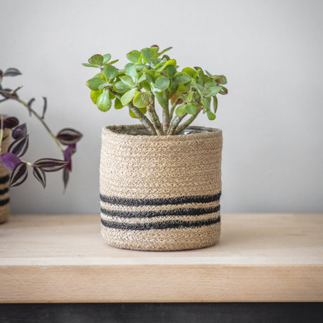 Small potted plant in a woven pot with striped design on a wooden surface.