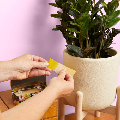 We the Wild Fungus Gnat Compostable Sticky Traps – Indoor Plant Pest Control