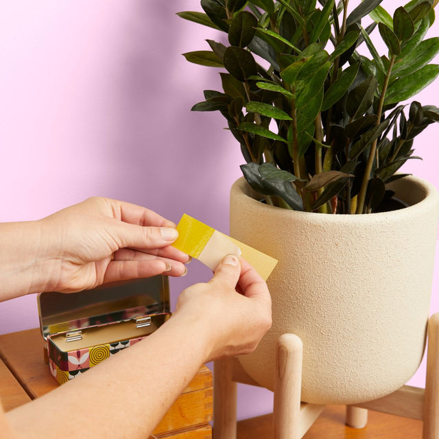We the Wild Fungus Gnat Compostable Sticky Traps – Indoor Plant Pest Control