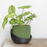 The Cradle Tabletop Planter - Regular