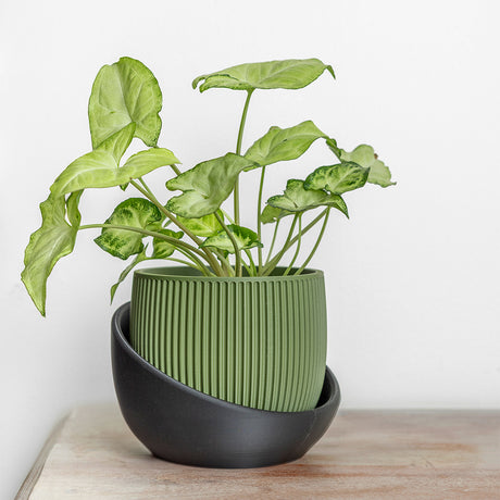 The Cradle Tabletop Planter - Regular