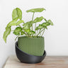 The Cradle Tabletop Planter - Regular
