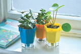 Blue orange yellow childrens plant pots with clear base on windowsill