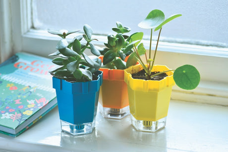 Blue orange yellow childrens plant pots with clear base on windowsill