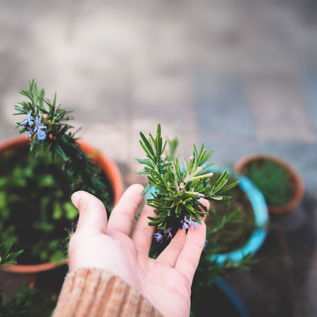 Hand holding a small plant with blurred pots in the background