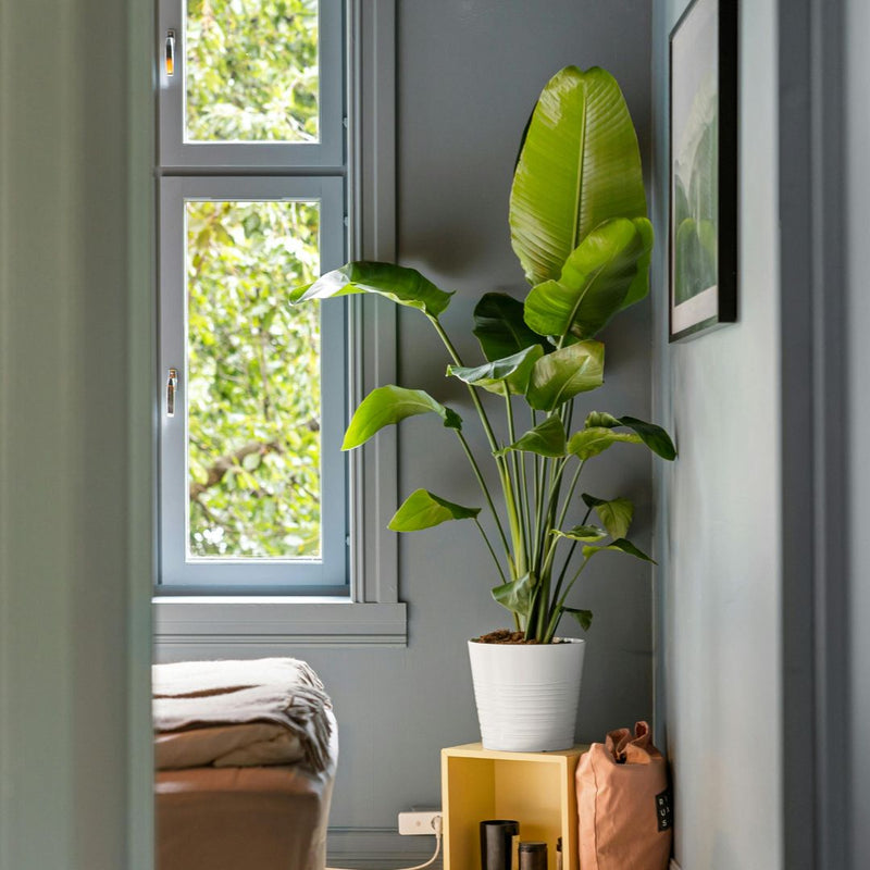 Potted plant in a room with a window and a bench.