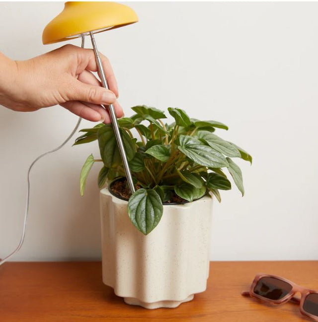 We the Wild Instant Sun Grow Lamp – Full‑Spectrum Indoor Plant Light