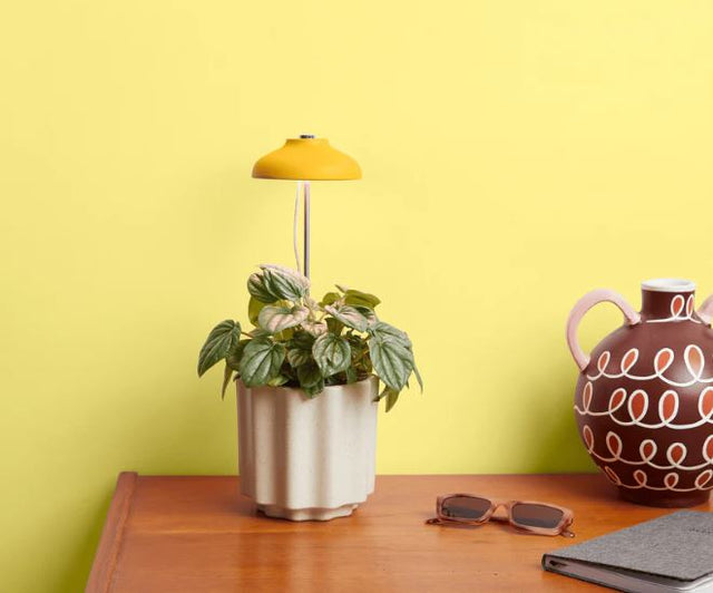We the Wild Instant Sun Grow Lamp – Full‑Spectrum Indoor Plant Light