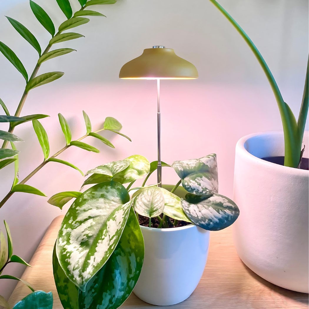 Potted plants on a table with a grow lamp in the background