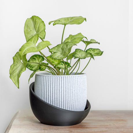 The Cradle Tabletop Planter - Regular