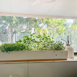 The Grow & Glow Microgreens Windowsill Starter Kit
