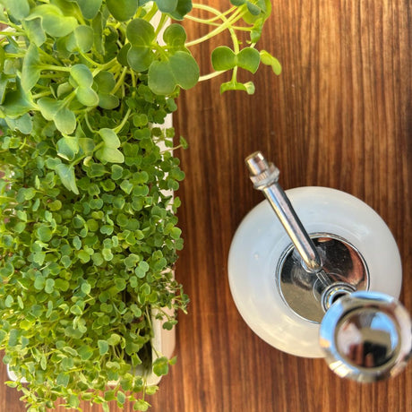 The Grow & Glow Microgreens Windowsill Starter Kit