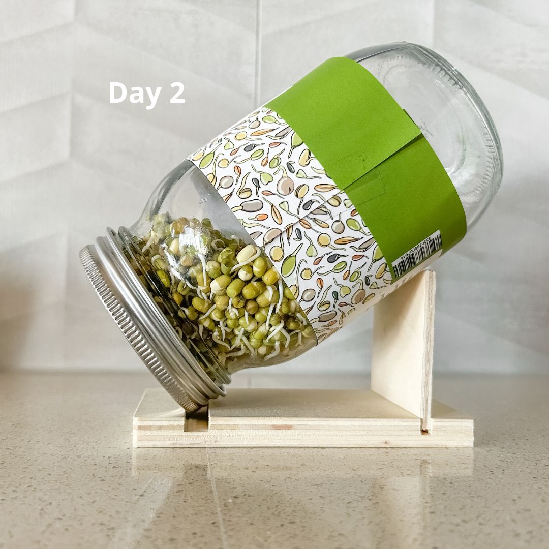 Urban Greens Mung Bean Sprout Growing Kit