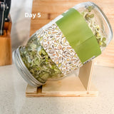 Urban Greens Mung Bean Sprout Growing Kit