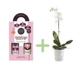 Orchid Bloom & Style Bundle: 'We the Wild' Orchid Care Duo Kit + Ecopots Morinda Orchid Pot White Grey