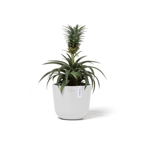 EcoPots Oslo Mini 16 Plant pot plant