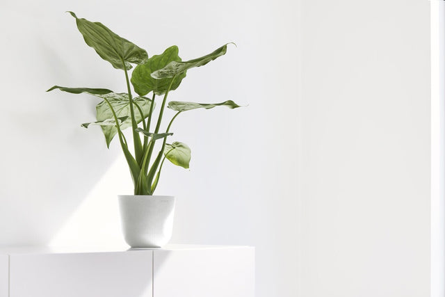 EcoPots Oslo Mini Pot lifestyle home