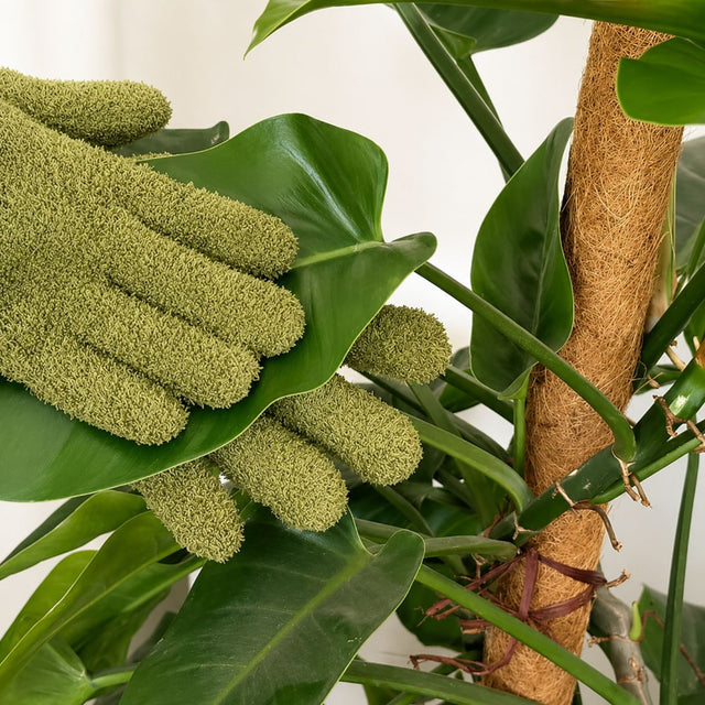 Urban Greens Plant Dusting Gloves - Microfibre Indoor Plant Leaf Care Gloves