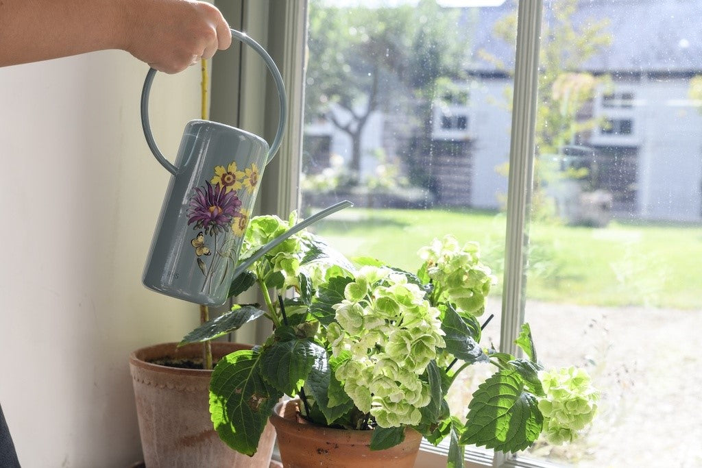 Person watering a potted plant with a gray watering can indoors, with a view of a garden outside.