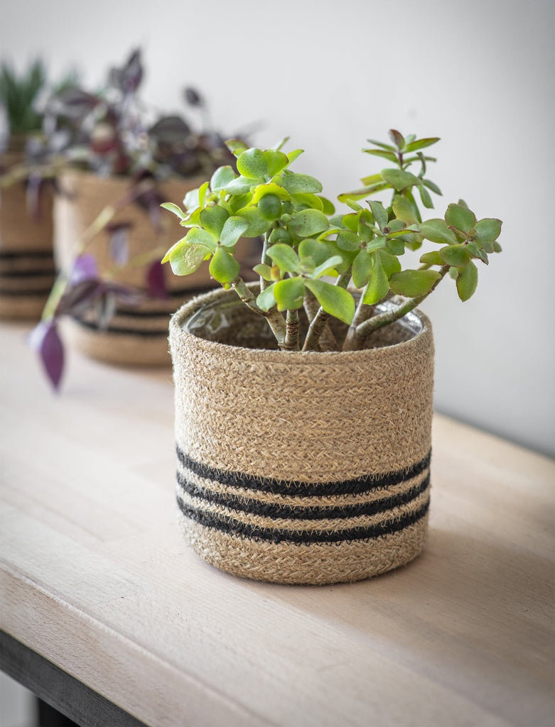 Green plant in a woven basket on a wooden surface with blurred background