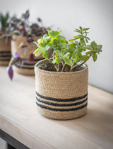 Green plant in a woven basket on a wooden surface with blurred background