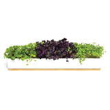 Urban Greens Micro Greens Windowsill Box Kit