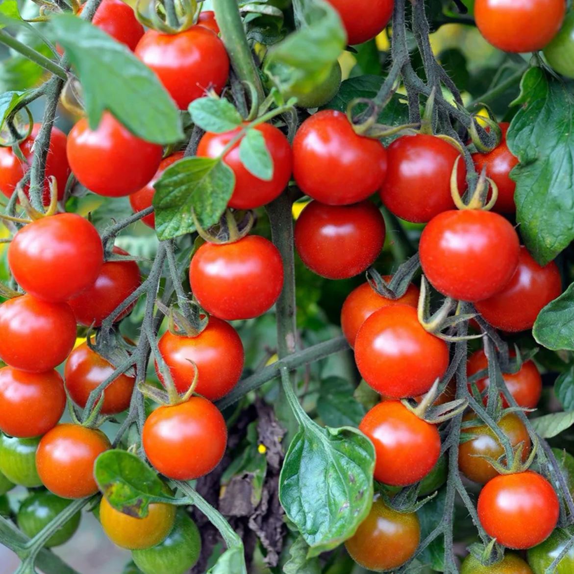 tomato seeds