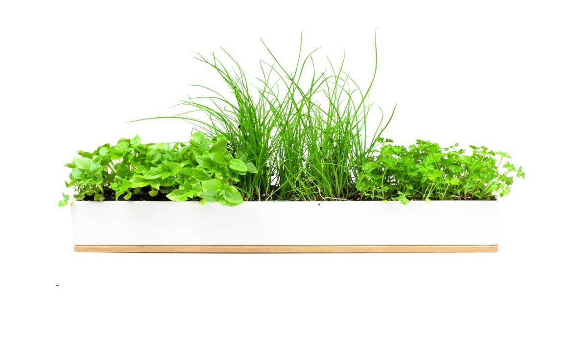 White rectangular planter with herb plants on a white background