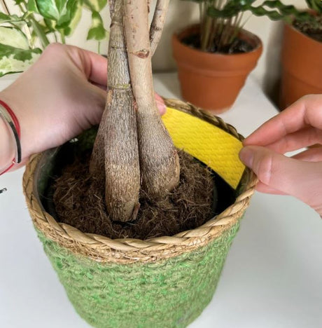 Person holding a small potted plant with roots exposed, placing yellow pest traps to the side of pot surrounded by other plants on a white surface.