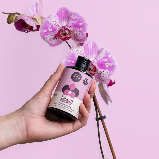 Orchid Bloom & Style Bundle: 'We the Wild' Orchid Care Duo Kit + Ecopots Morinda Orchid Pot White Grey