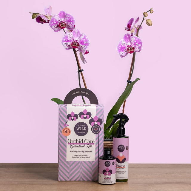 Orchid Bloom & Style Bundle: 'We the Wild' Orchid Care Duo Kit + Ecopots Morinda Orchid Pot White Grey