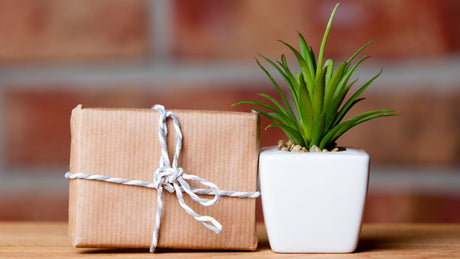 wrapped gift with plant in white pot