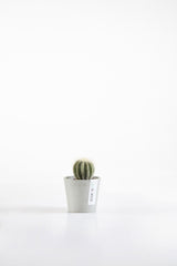Small cactus in a pot on a white background