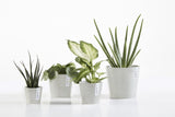 Four potted plants in white pots on a white background