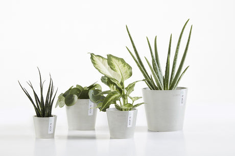 Four potted plants in white pots on a white background