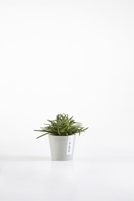 Small potted plant on a white background