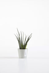 Potted plant on a white background