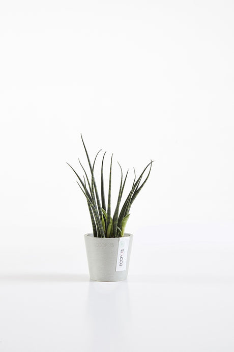 Potted plant on a white background