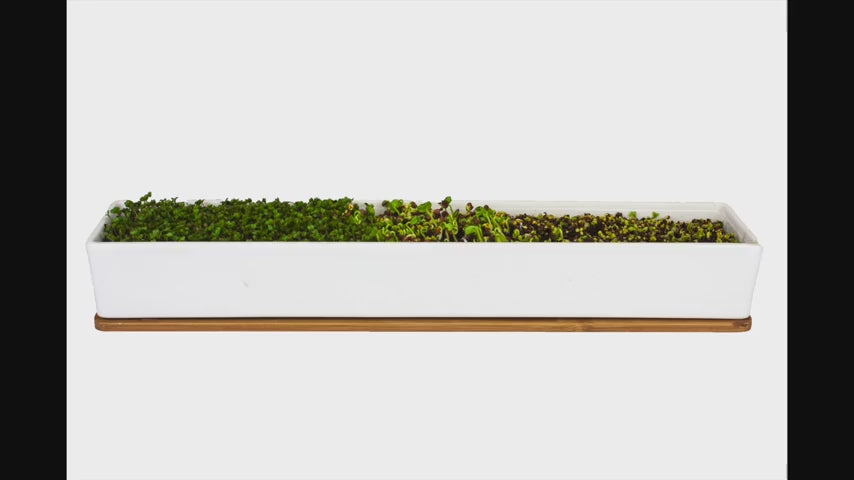 Urban Greens Micro Greens Windowsill Box Kit