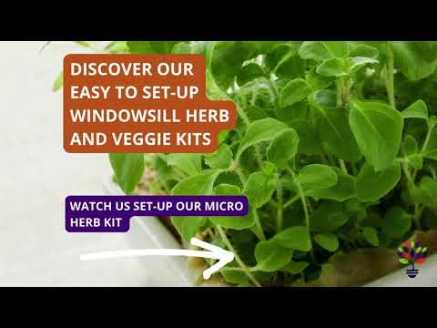 Urban Greens Micro Herbs Windowsill Box Kit